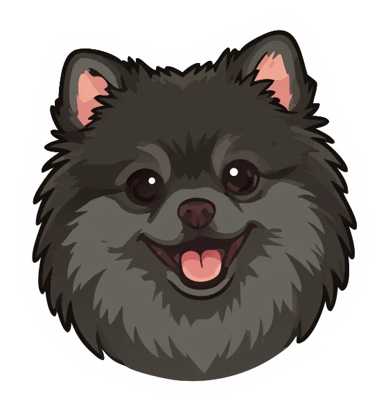 Pomeranian, black