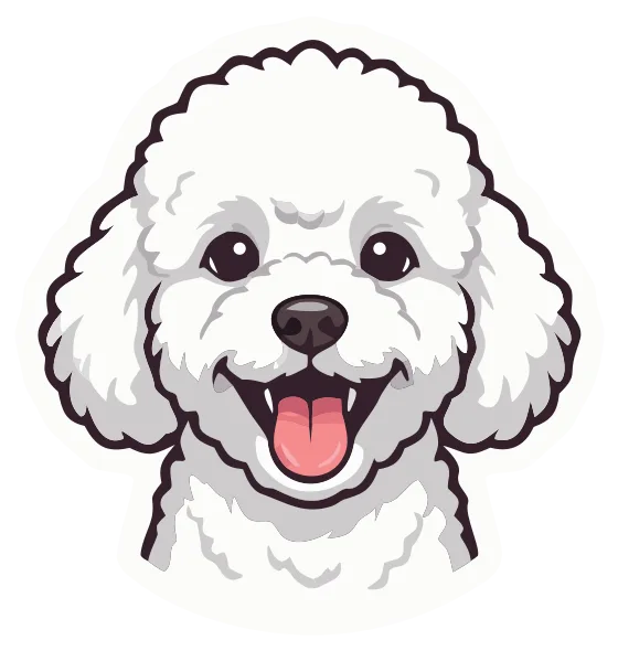 Poodle, white