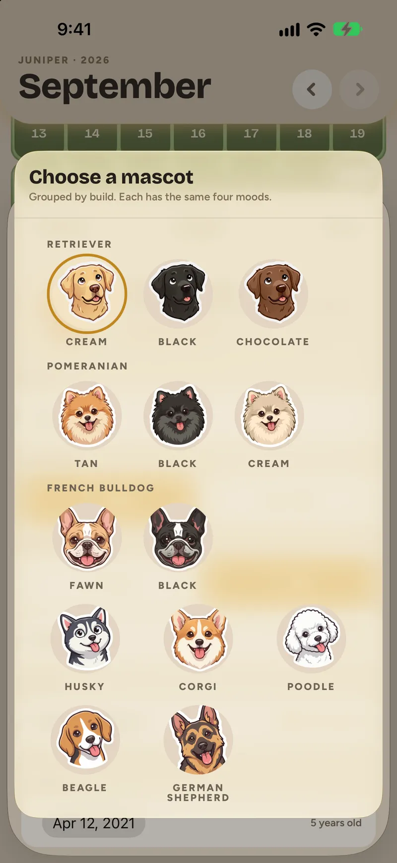 Choosing Juniper’s mascot: drawings grouped by breed, with the retriever in cream, black and chocolate.